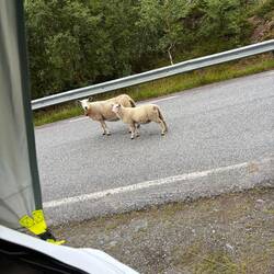 Tierischer Besuch am Zelt🐑