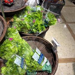 Super fresh lettuce greens