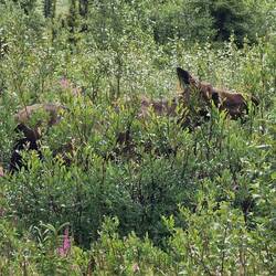 Moose am Straßenrand