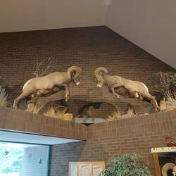 Die Bighorns
