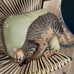 Auch die Katzen hier geniessen das Leben