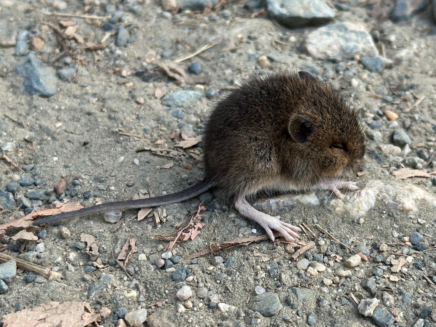 Bank Vole