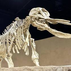 Ur-Elefant mit interessanter Unterlippe