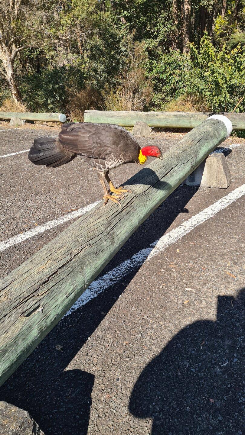 Buschturkey