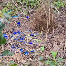 Von einem Vogel, der nur blaue Sachen vor seinem Nest hortet