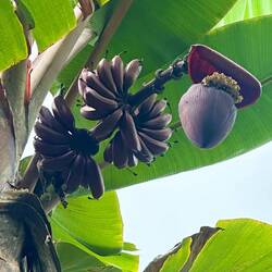 Rote Banane
