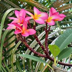 Frangipani