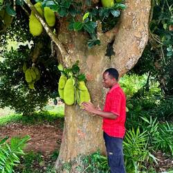 Jackfruit