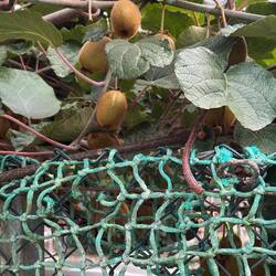 Kiwis