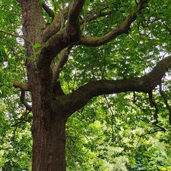 Saint Stephen's Green