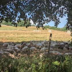 Schafe und Bronzezeit