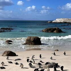 Penguin mania!