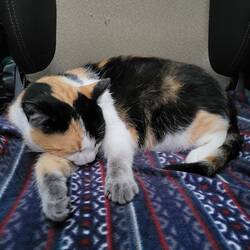 ...und dann fragen wir uns, ob wir die richtige Katze eingepackt haben. Unsere hat 4 weiße Pfötchen!