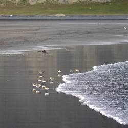 Ständig auf der Flucht vor dem Wasser die Kleinen