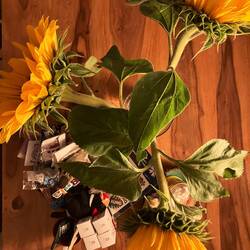 Sonnenblumen & Souvenirs