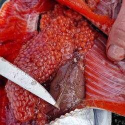 Parasitäre Würmer legen Eier im Fleisch ab, daher Filets vor Verzehr 4-7 Tage bei -20°C einfrieren