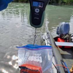 Durchschnittliche Filets wiegen ca. 2,6 lb (~1,18 kg) pro Lachs