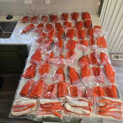 Rotlachs im Wert von deutlich über 1000€ an diesem Tag gefangen