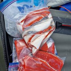 Die fettigen Bäuche werden geräuchert und mit Zucker glasiert