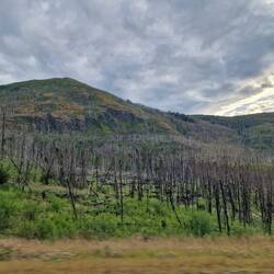 Überreste eines Waldbrandes vor einigen Jahren