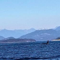 Orca ... immer gut an der Finne zu erkennen