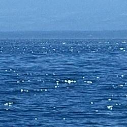 When you see the tale, gone is the whale 😏