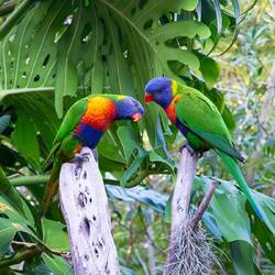 De Rainbow Lorikeet, die op verschillende plekken in de stad leven (deze komen van het internet)