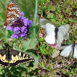 Thomas begged me to include these (thought he was about to cry)