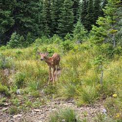 Auf dem Rückweg treffen wir Bambi höchstpersönlich