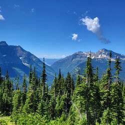 Später gesellten sich dann auch Bäume hinzu