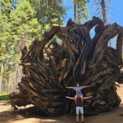 Buttress Tree