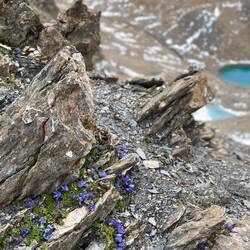 Mont-Cenis-Glockenblume auf 3.000m Höhe