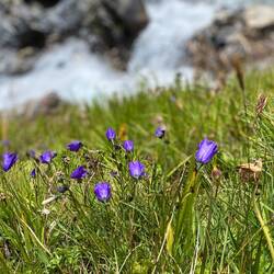 Scheuchzers Glockenblume