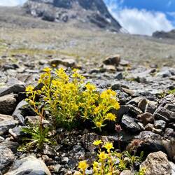 Mauerpfeffer Steinbrech