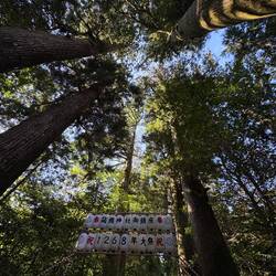 Huge cedars surrounding the Hakone Shrine