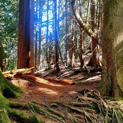 Harry Potter Wald