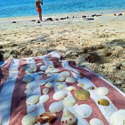 Muscheln sammeln , war heute angesagt