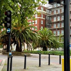 Riesige Palmen mitten in London 😍