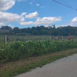 Des chevaux
