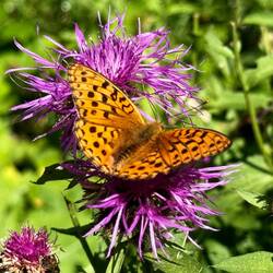 ein Feuriger Perlmuttfalter - Wieso ich das weiss? KI kann echt nützlich sein.