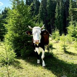 Während dem Zeltaufbau wurde ich beobachtet.