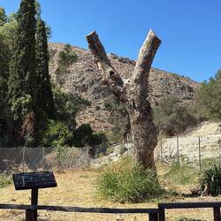 Célèbre platane dans la mythologie grecque (avec Zeus, Europe et Minos) mais il a perdu la tête 😂