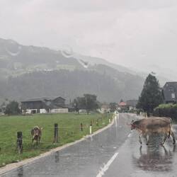 Regen und Viehtrieb