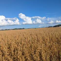 Wolken in Lautschrift