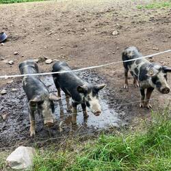 Die anderen Camper waren echt Schweinchen