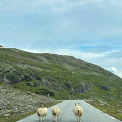 Heute viele Schafe auf dem Weg🐑