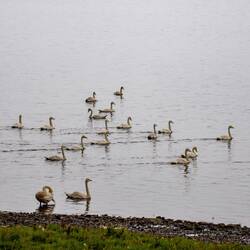 Es gibt so viele Schwäne hier!