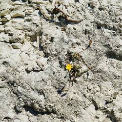 Die Pflanzen bahnen sich den Weg.
