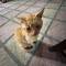 Hello Mr Cat