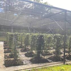 Eine sehr aufwendig und teuer gebautes Gewächshaus für Vanillepflanzen